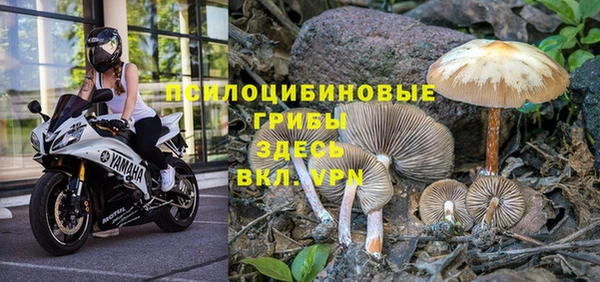 мяу мяу мука Горно-Алтайск